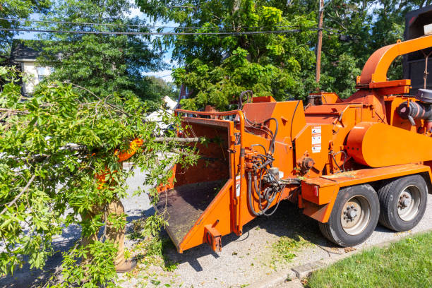 Best Professional Tree Care  in Cassville, MO